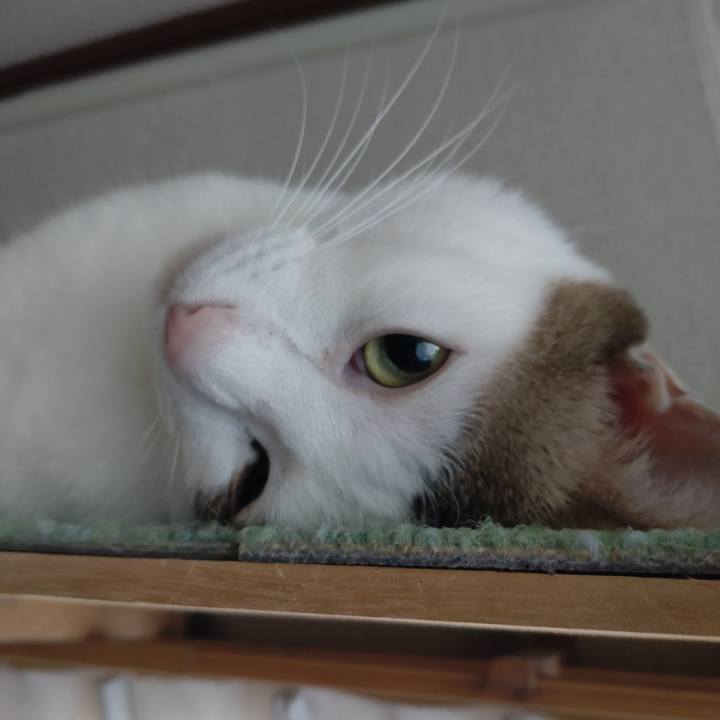 38ff4f7f 05aa 47a8 a20f 31b545a96a5c 1735775177713