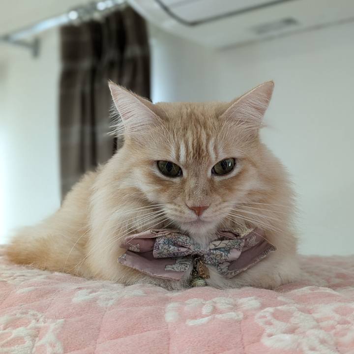 38ffcc77 55fd 47ac 8861 18bbfb04cee1 1729990636225