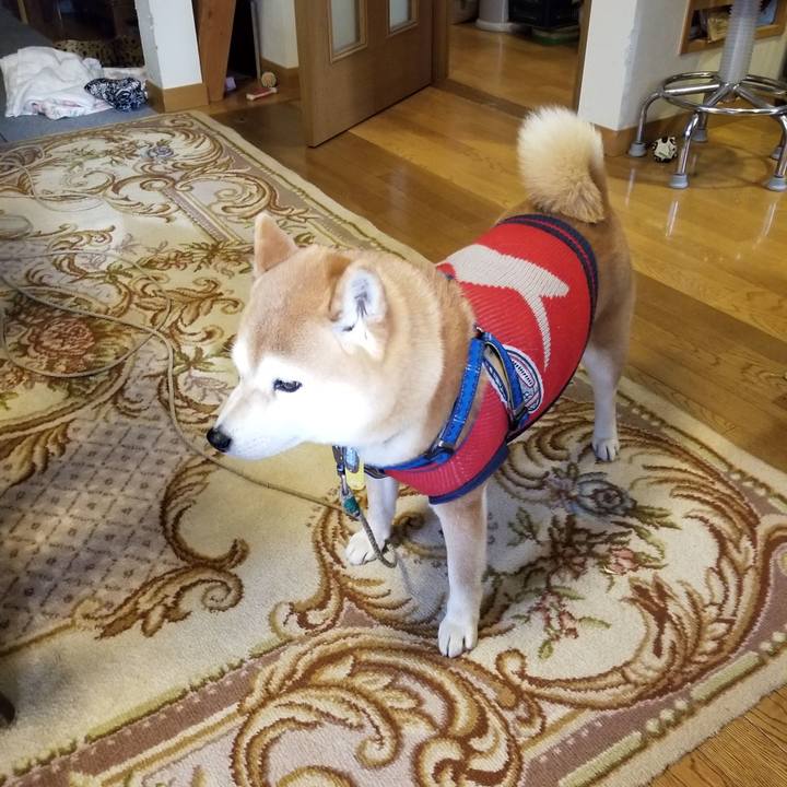 3901571a 859b 4baa 9c33 20bc60cf25ba 1552445554843