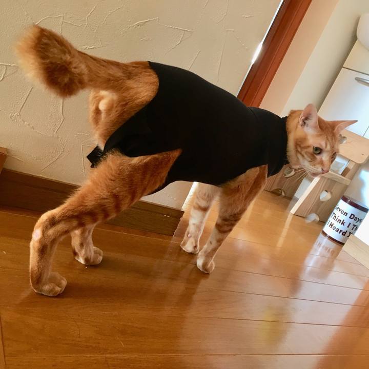 3904de65 48f7 48bc a32f cc4d2a8c2556 1509856800804