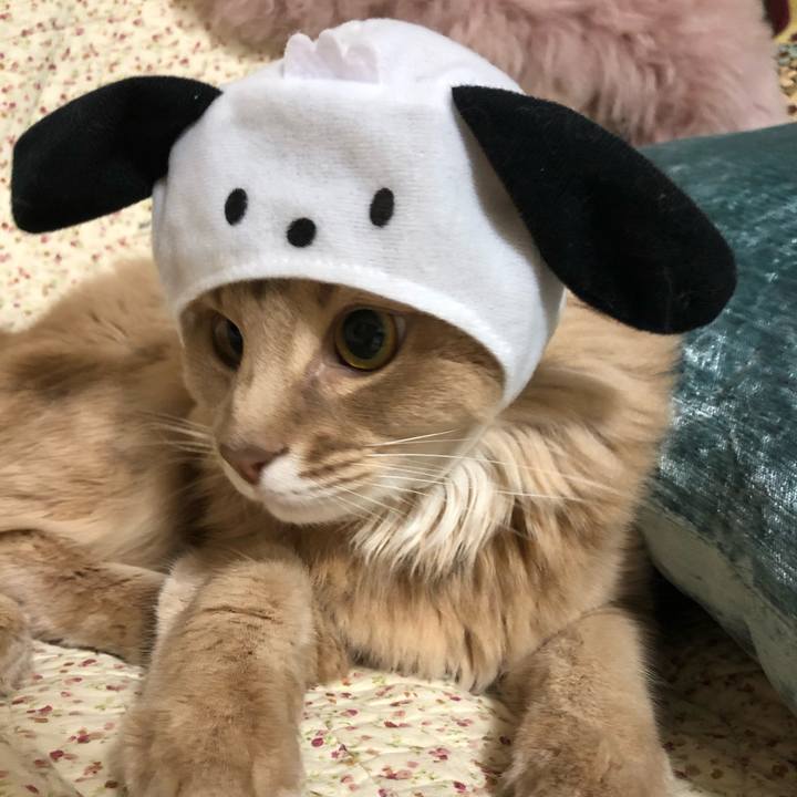 390b3142 a338 46a7 b928 57ac01cd0bde 1585290422011