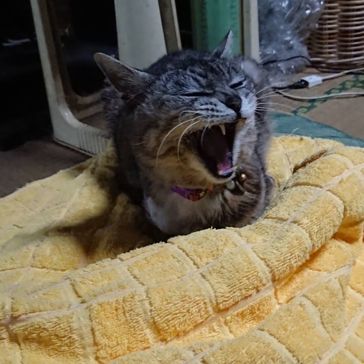 390cfb1c bf02 435a bdef 977de1060823 1590222922697