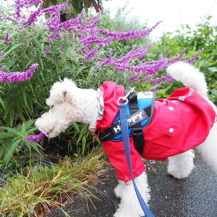 390e483d 293c 4313 a130 0b2036a43e8b 1508209452819