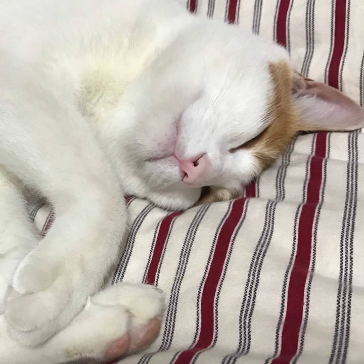 390fe7ec 8f4e 4b75 ad45 760fd7871a73 1531058692841