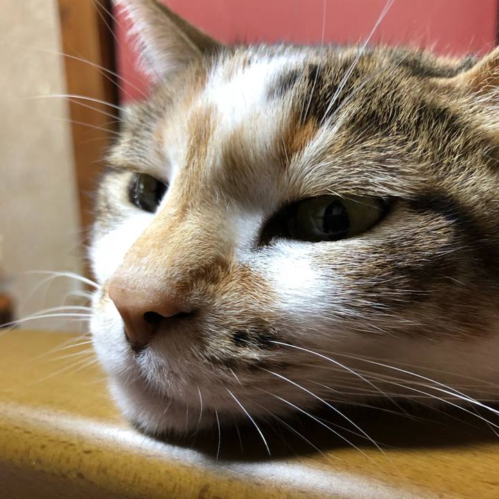 3913c25b 887a 4eeb a749 ebe903d7e471 1553776069013