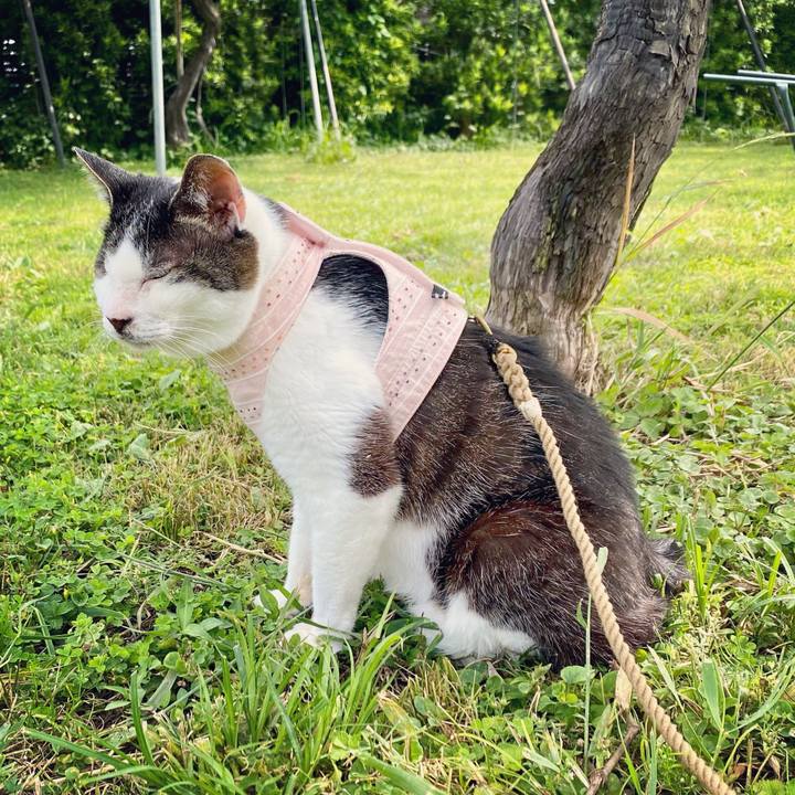 3918f115 19ae 43e7 8412 cd88698e090a 1623405222998