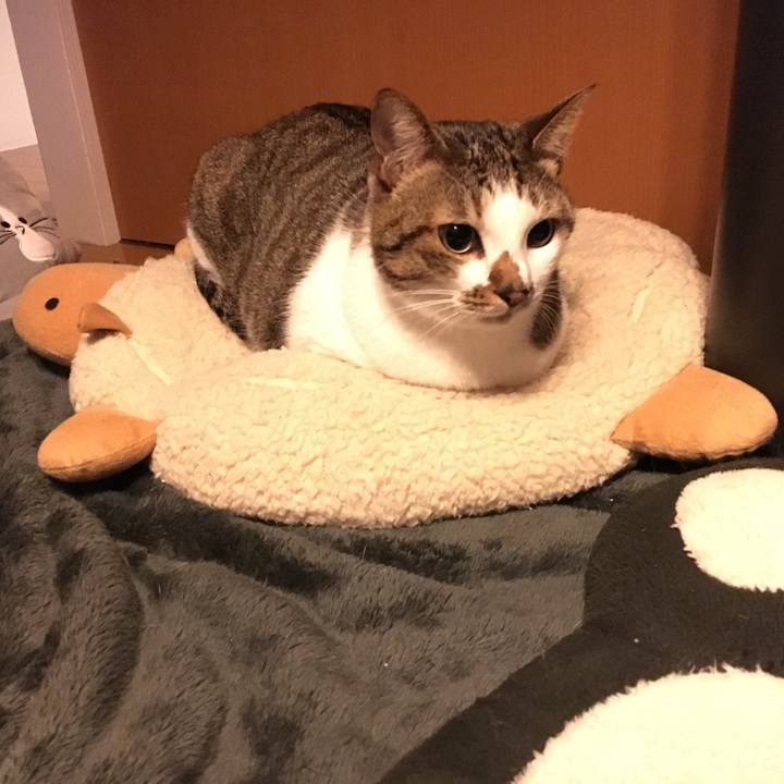 391ce8b9 61c6 4fb7 b61f e7ae2ebc4dd2 1512996399947