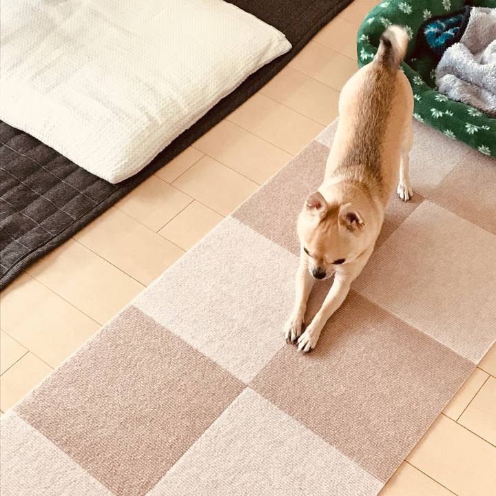 391e19ab 1122 4688 9998 fde2ddf23fc0 1547162551354