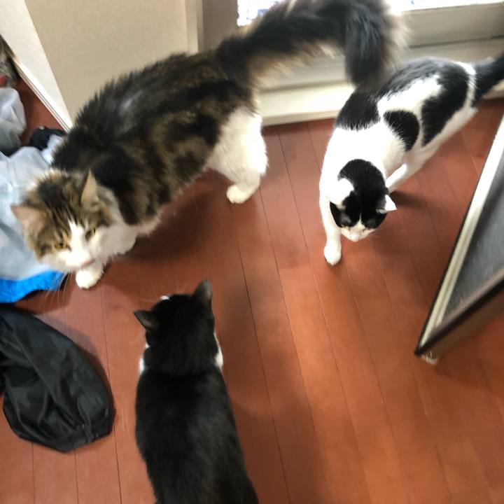 39201210 c11b 4cf2 9b30 efded4e28975 1538627843776