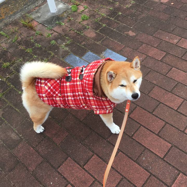 3920f69c 56e9 4db2 8268 fbc1bd964516 1543730760074