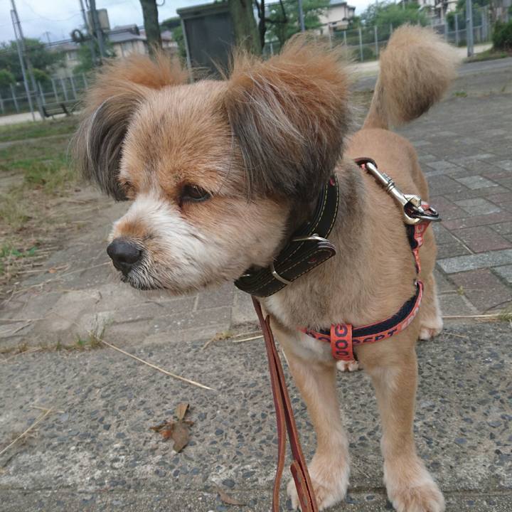 39222eff a4af 4be2 91f1 baef94c3deae 1530135409724