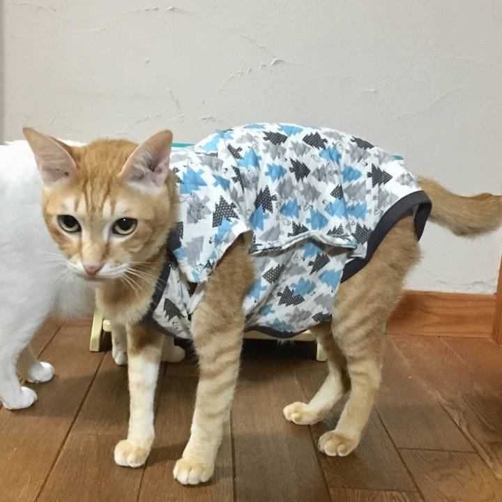 3923b8fc e657 49ce acfb ab2769a264e6 1510915471638