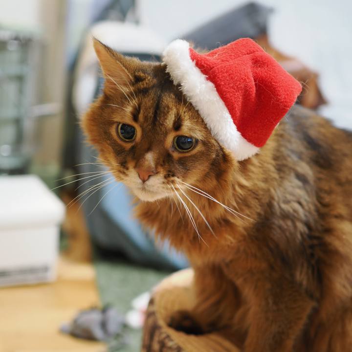 392685d0 b2d4 4136 9202 5030e6f3f622 1766617416837