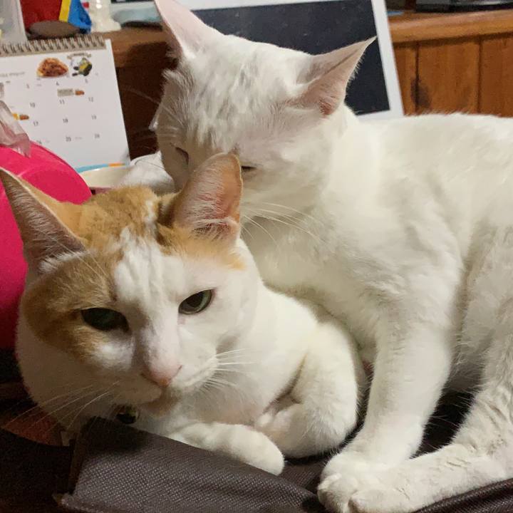 39275640 f44c 49cf 972f b7c4a64d9fb3 1569851167663