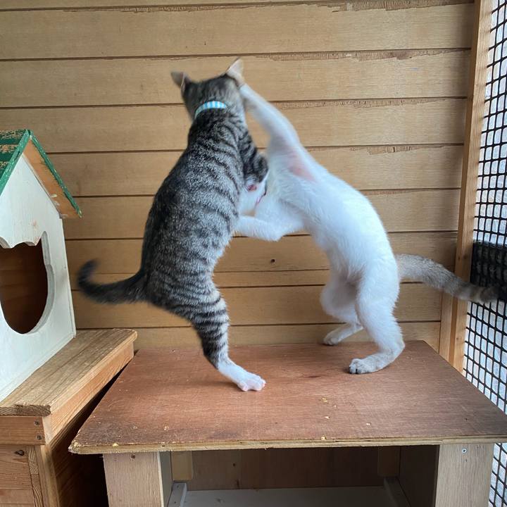 392a29ab ca47 4666 8a10 42365f0d86ca 1628945271035