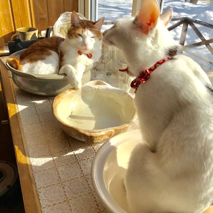 392a79e0 7e74 4da7 915a 06779f7a6bab 1549157987298