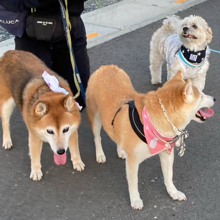 392be28a 13de 40fb bae7 b54d98d59327 1691670446456