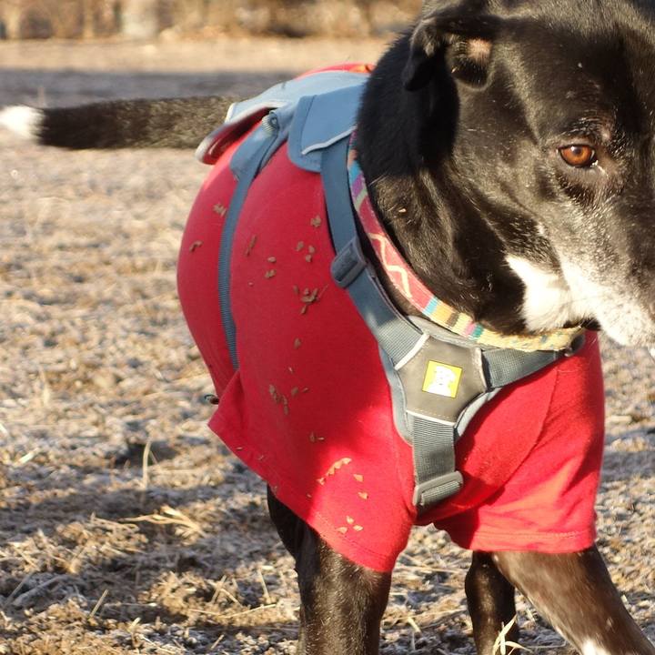 392dbcfd caa9 4794 a7a6 290cbd4074a8 1736554157475