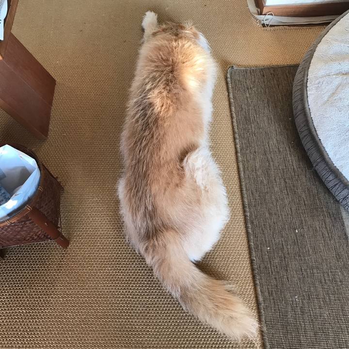 392e5512 5229 4f6a 91de 69b5e4648452 1611532500953