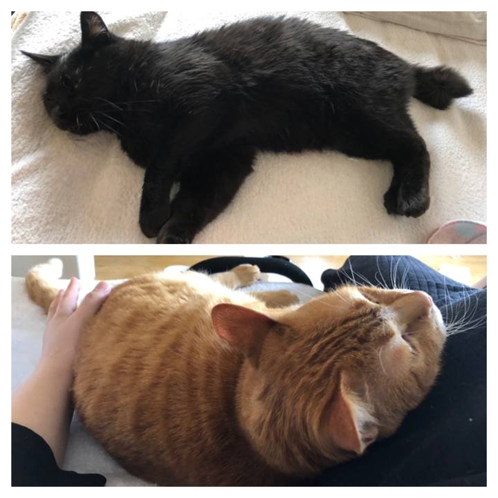 3934693f f184 4510 900b 9a2b2fd8bca5 1587772751554