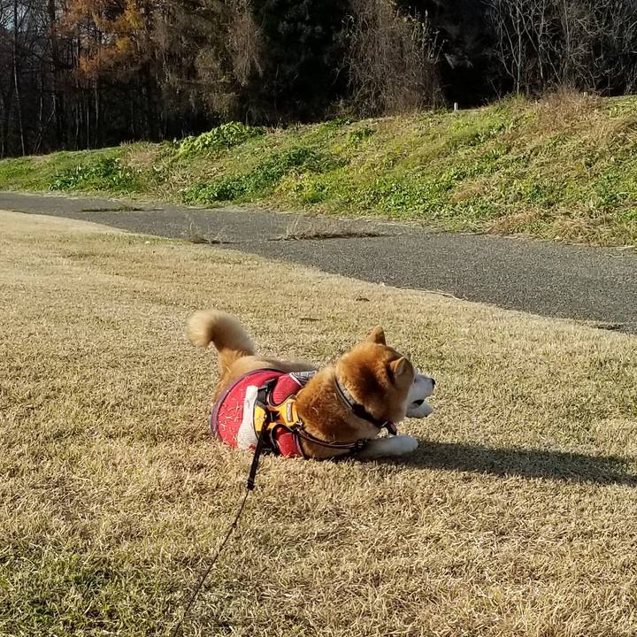 3936a74f d12f 4b74 91cc 9bf13e1df26b 1606282486345