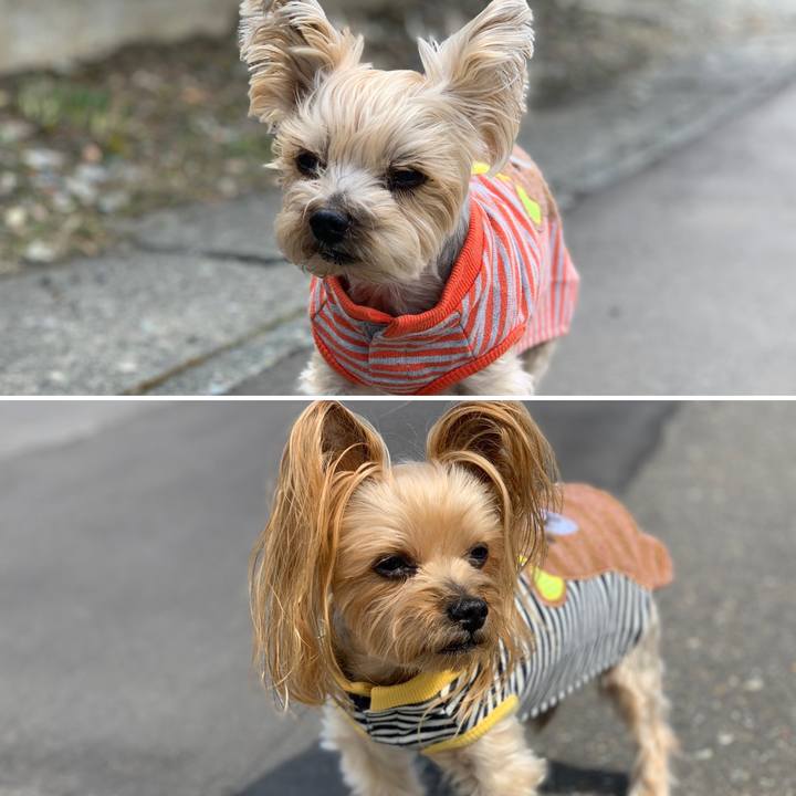 3936ba11 0b48 4370 993a b5a4b4b341e2 1586602383673