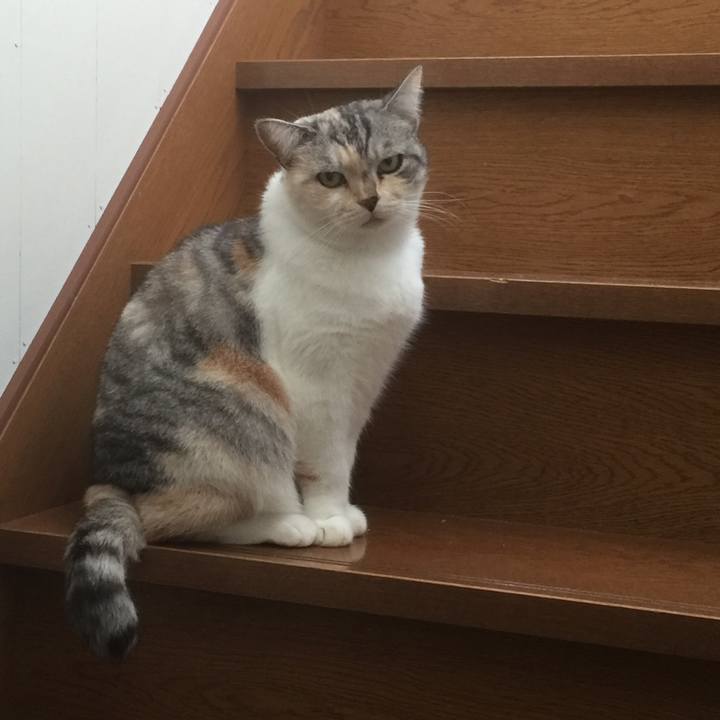 39390547 32f4 4f4f 93c7 3b4b4140bc99 1572560547694