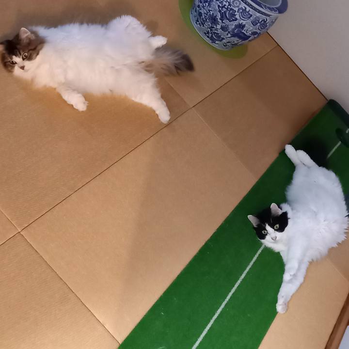 3939a85d 281c 4bfe 8b7a 008f095a1ea7 1626910799634