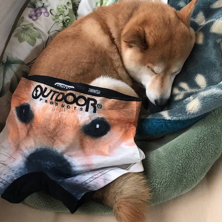 393ae923 a5c5 4a8c a548 090d971919fe 1552813036671