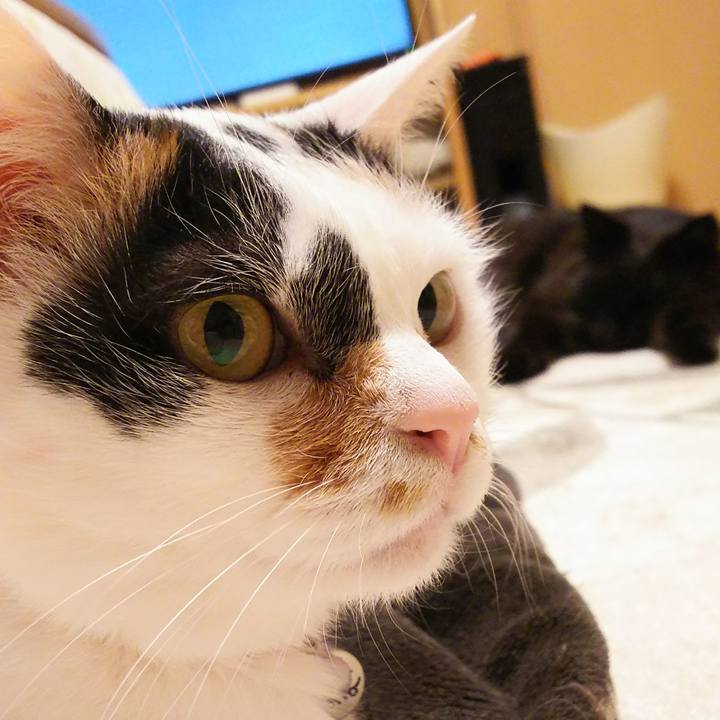 393b8096 8cc7 4550 9bca 9b1d37472beb 1522673371755