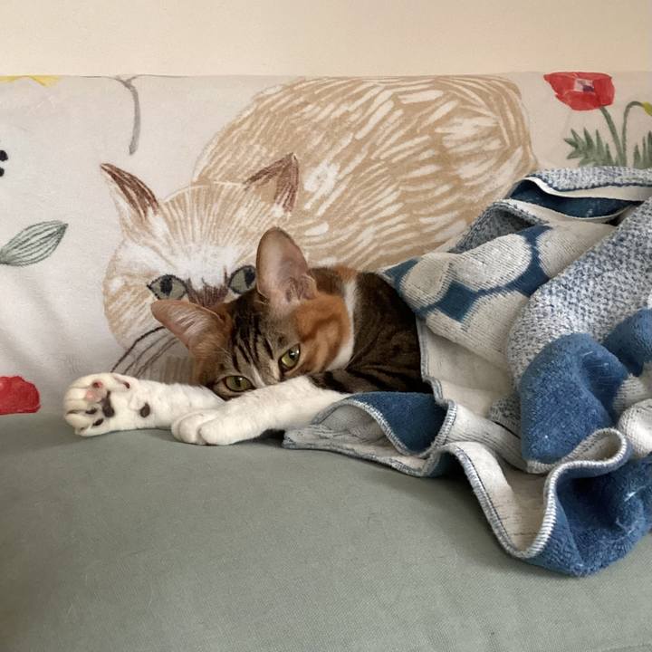 3942bbbe 98a7 4bad bcd2 35d1254213ba 1738908943897