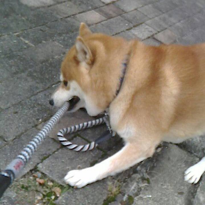 3942e3cc 2636 44c9 a0d4 e9fd43231f82 1571046339358