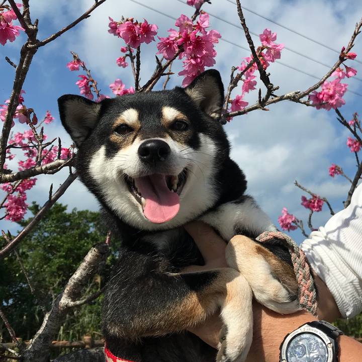 3943c476 6198 4bef 938f eb4ce66f6cfc 1516675301691