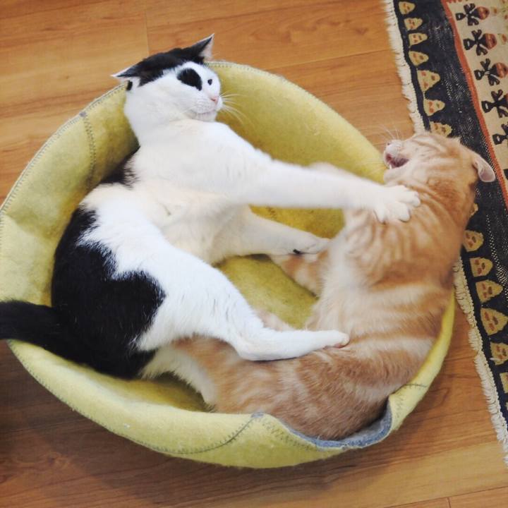 3945f1c8 6e96 4c10 b734 98a59ade1e2a 1560932735340