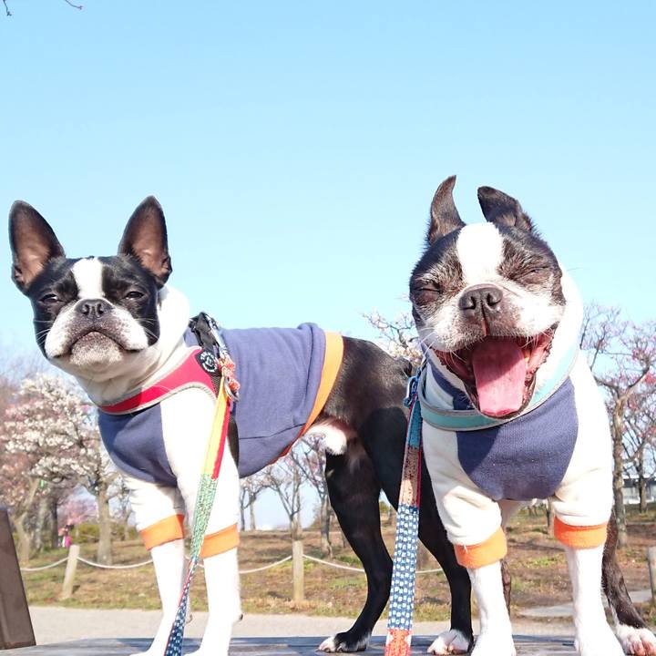 3946948b 732b 412a b03c cd885c23c1c0 1520898087637