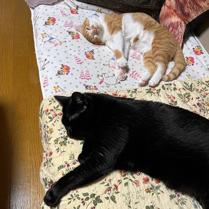 3946cff1 3dfe 44c0 9a8d 98b2bed5cb16 1665222790855