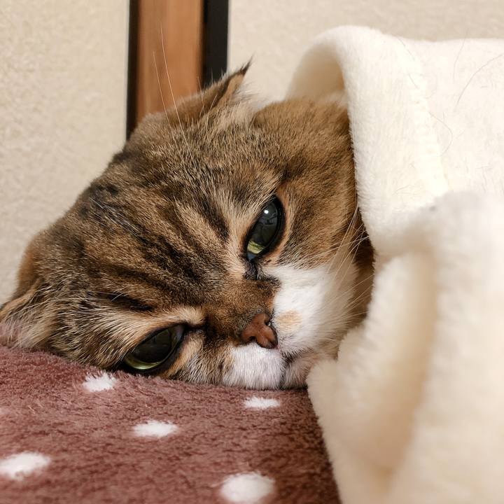 394a461e c86a 4f99 baa1 e5b8cb24b16f 1607513689492