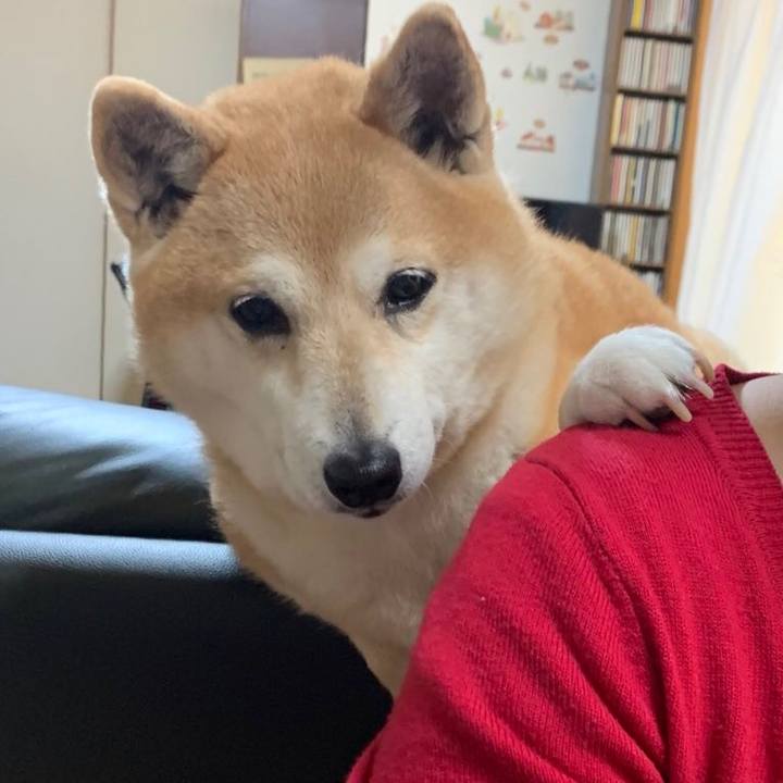 394c7a4c 66b2 466f b212 0cd958afb1ca 1586786812379