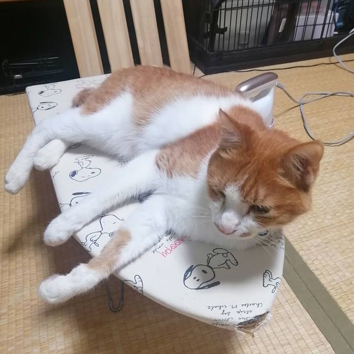 394d2411 9b30 4f85 83a4 c413d57306bd 1621771869599