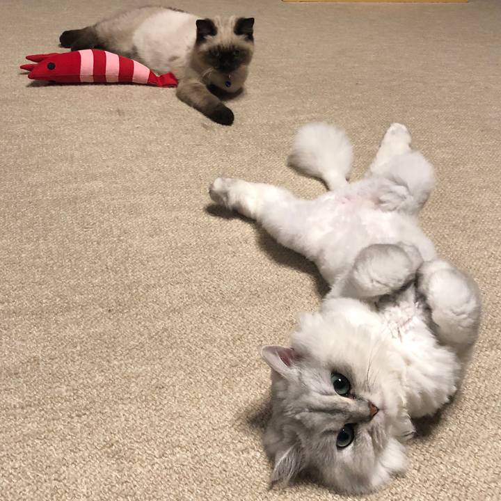 394d762b bf95 4c98 a817 3e1a7b090d1c 1591009225456