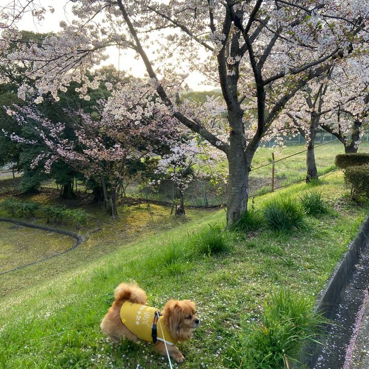 395a9754 d2d5 4c10 ad68 6e70e079d02a 1617314211442