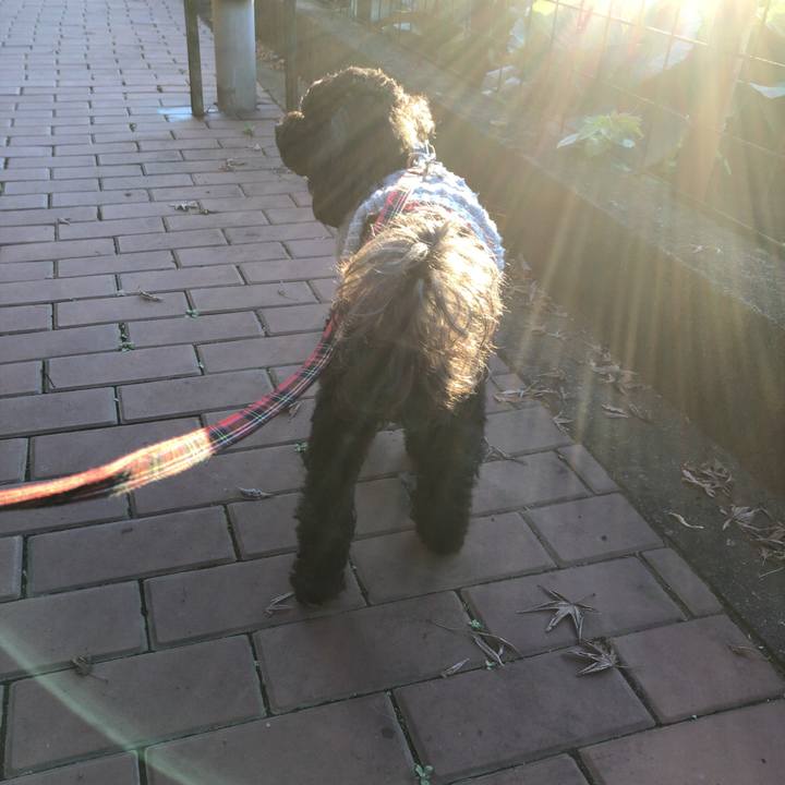 395d61cf d066 4d5e a7f7 b54467b8243a 1541030207926