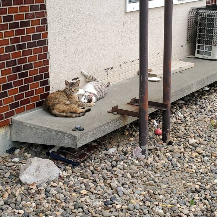 3960acd0 3977 4336 952c 573ecbf30fe4 1749699838815