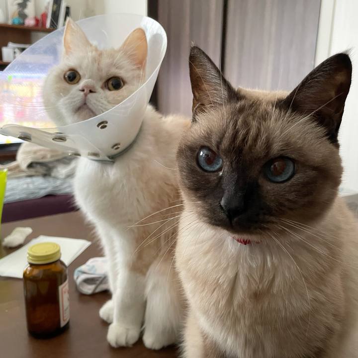 396580e4 64cd 4ef5 8384 6f523b9a8dc1 1762559356899