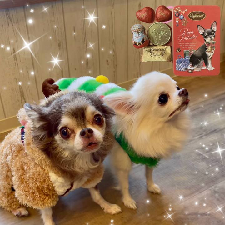 3966b0ea 3409 4105 85a5 5def5e62da17 1733962372361