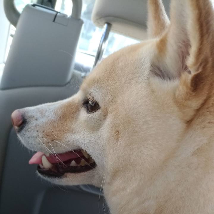 396dcc16 f3a3 4336 be5c 298bdf5cf8ae 1584836583081