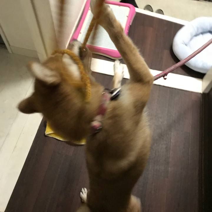 396e8219 5deb 403a b331 5064dc2cf3ef 1541075837364