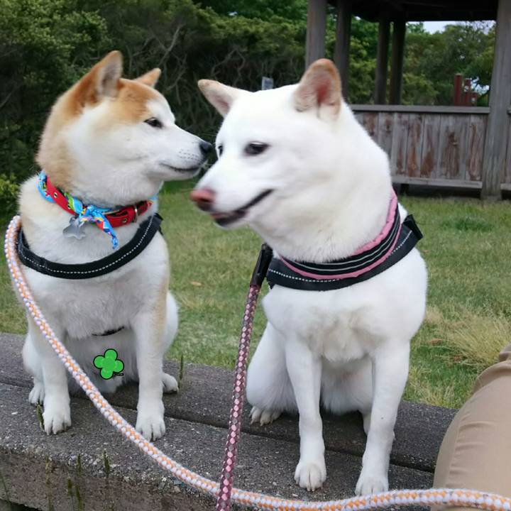 39715468 81ee 487a a87a 22ad6388eb35 1526119719099