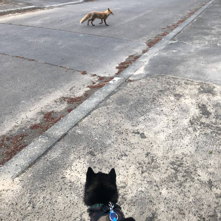 39719367 f9df 4c7c bad1 5c595d934d20 1527377215764