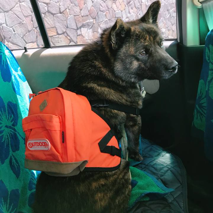 39762f2d 6886 4af2 b656 94b5d375b540 1526818463214